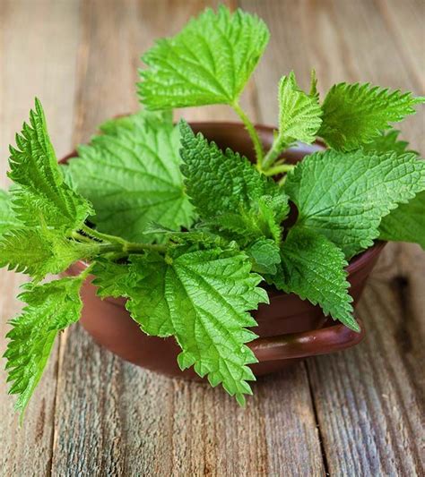 6 Benefits of Stinging Nettle (Plus Side Effects).